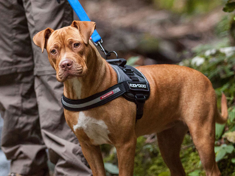 EzyDog Harnesses | EzyDog Australia | Pet Directory