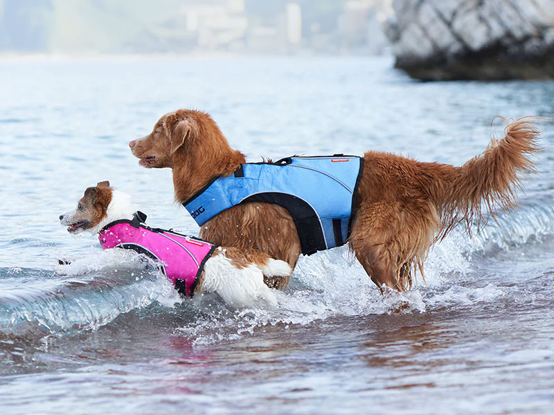 EzyDog Safety Accessories | EzyDog Australia | Pet Directory