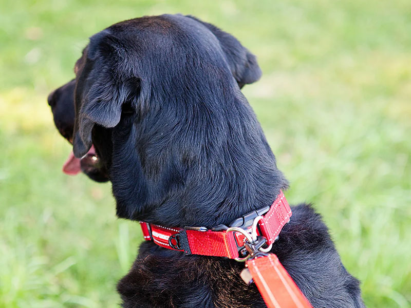 EzyDog Collars | EzyDog Australia | Pet Directory