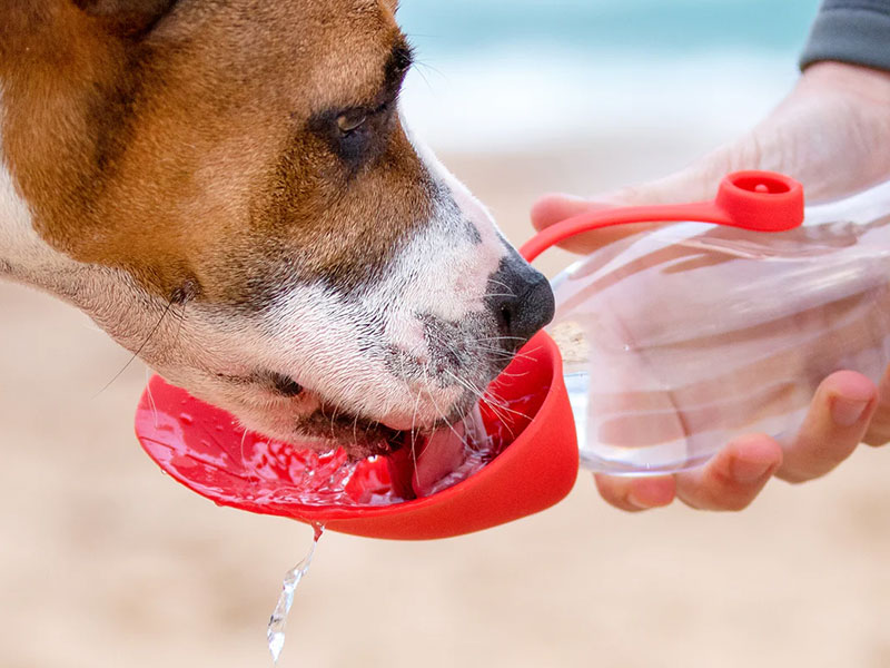 EzyDog Accessories | EzyDog Australia | Pet Directory