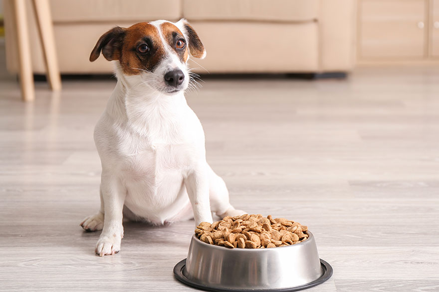 Pros & Cons of Dry Cat & Dog Food Options