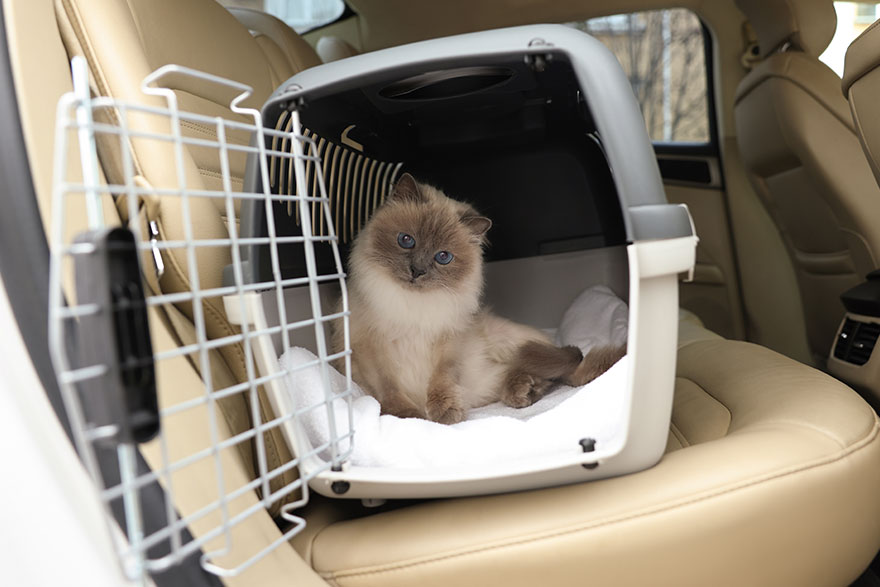Cat Transport | Cat Travel | Cat Movers | Pet Directory
